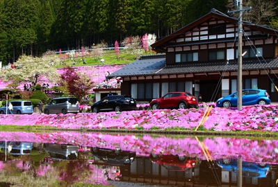 國田家の芝桜