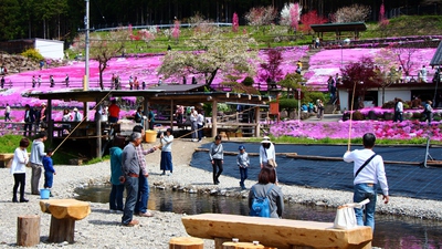 國田家の芝桜