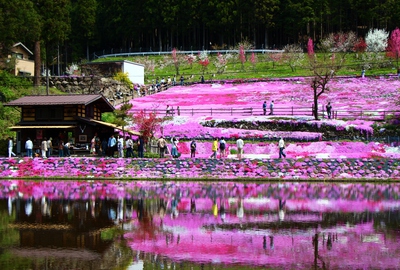 國田家の芝桜