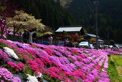 國田家の芝桜