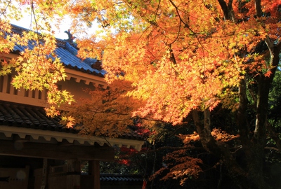 紅葉≪油山寺≫