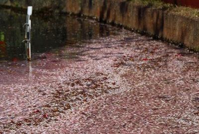 今年見納め　桜14’