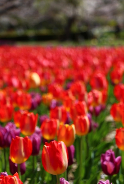 4月の花々