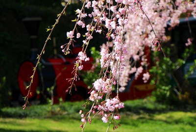 今年見納め　桜14’