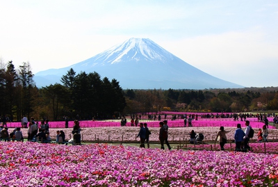 富士芝桜満開