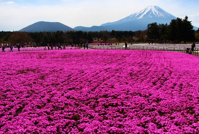 富士芝桜満開