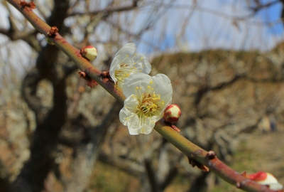長楽寺「梅のトンネル」