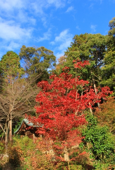 湖南三山『善水寺』の紅葉