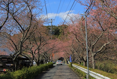 河津桜並木道