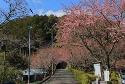 河津桜並木道