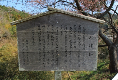 河津桜並木道