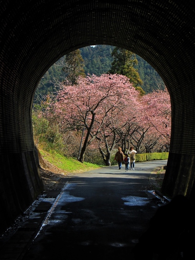 河津桜並木道