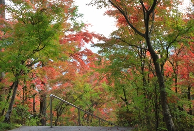 『西應寺』の紅葉