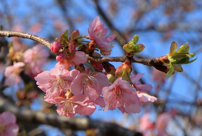 河津桜並木道