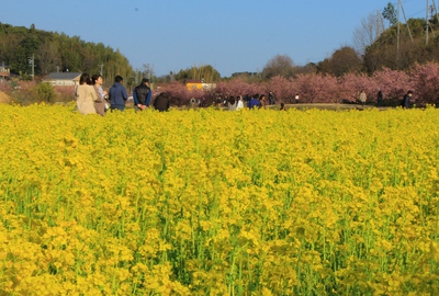 東大山さくら祭り