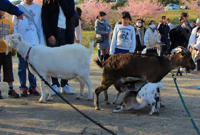 東大山さくら祭り