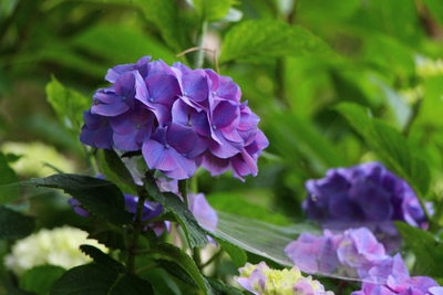 紫陽花の見頃
