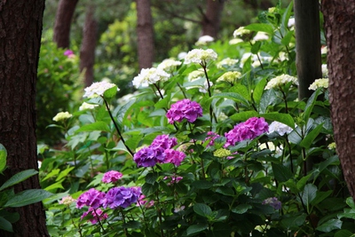 紫陽花の見頃