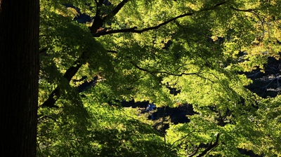 紅葉間近の香嵐渓