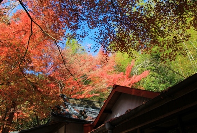 岩屋堂公園の紅葉