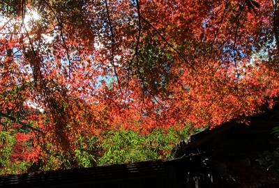 岩屋堂公園の紅葉