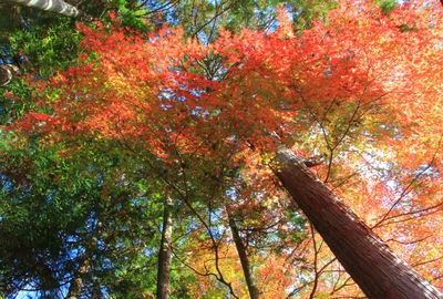 岩屋堂公園の紅葉
