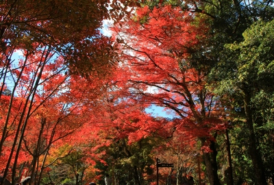 岩屋堂公園の紅葉