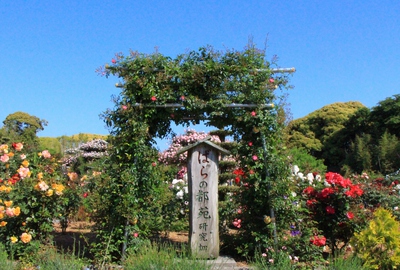 ≪ばらの都苑≫満開！！