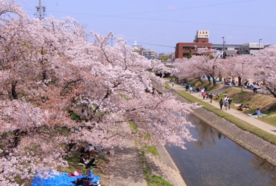 18年桜『岡崎城公園』