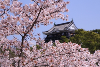 18年桜『岡崎城公園』