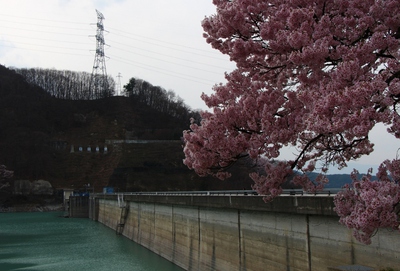 美和湖周辺　桜14’