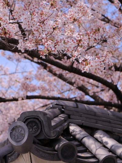 18年桜『岡崎城公園』