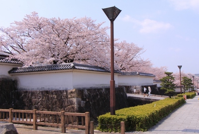 18年桜『岡崎城公園』