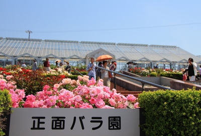 バラの丘公園