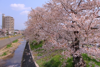 18年桜『伊賀八幡宮』