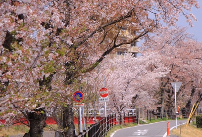 18年桜『伊賀八幡宮』
