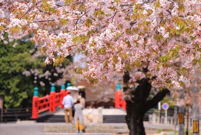18年桜『伊賀八幡宮』