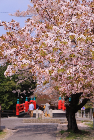 18年桜『伊賀八幡宮』