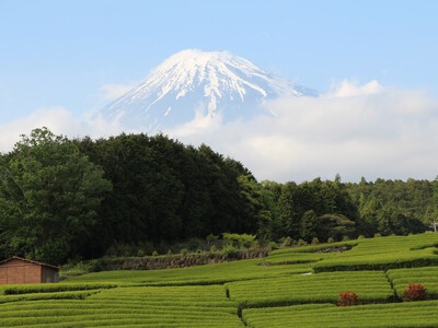 富士山巡りの旅