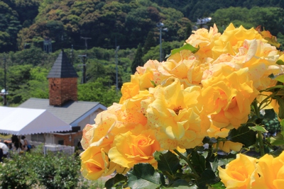 バラの丘公園