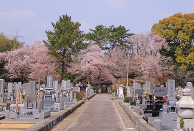 18年桜『大樹寺の桜』