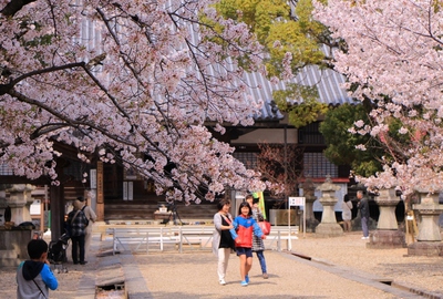 18年桜『大樹寺の桜』