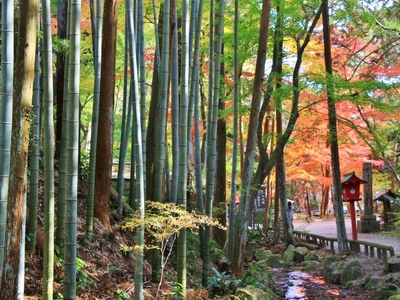紅葉≪油山寺≫