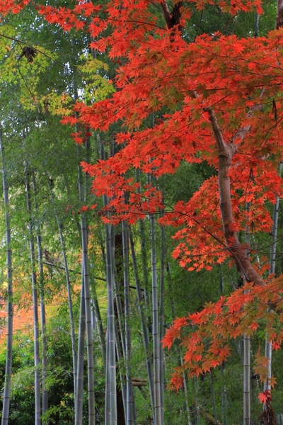 紅葉≪油山寺≫