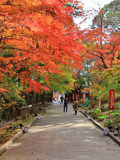 紅葉≪油山寺≫