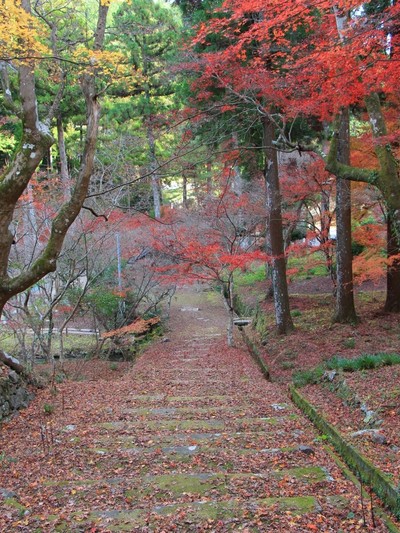 紅葉≪大洞院≫
