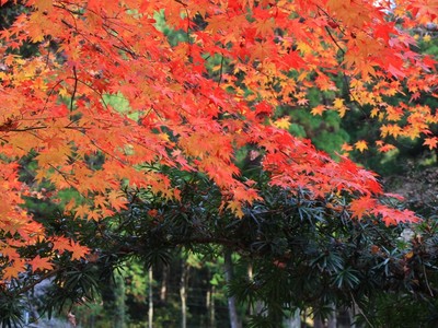 紅葉≪大洞院≫
