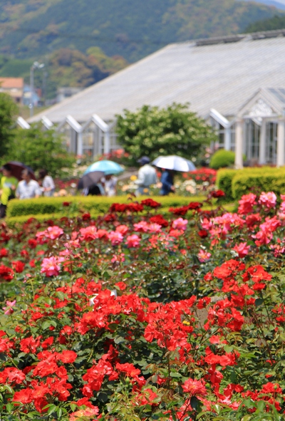 バラの丘公園