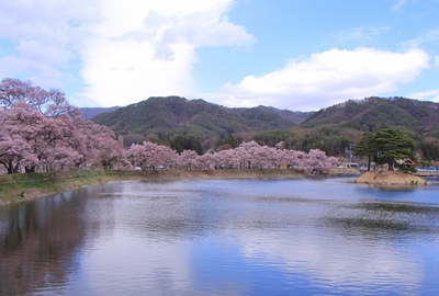 桜前線北上中！！