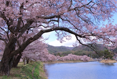 18年桜『六道の堤とアルプス』